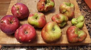 Maybe you would like to learn more about one of these? Wierd Shaped Apples With Bumps 486713 Ask Extension