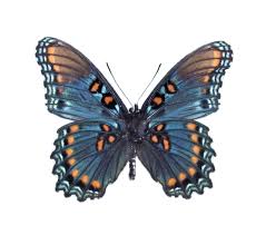That plus its coloration suggests it is inedible, so a hungry bird would not bother it. Bicbugs Limenitis Arthemis Arizonensis Blue Red Spotted Purple Verso Butterfly Arizona Usa