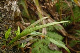 Image result for Grammitis