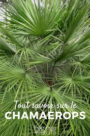 Le palmier du ventilateur est l'une des bien sûr, la paume du ventilateur ne se passe pas sans eau. Chamaerops Palmier Nain Planter Cultiver Et Entretenir Palmier Nain Palmier Chamaerops Planter Un Palmier