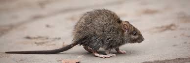 Dies ist selten realität, aber theoretisch durchaus möglich. Rattenbekampfung Dresden Schadlingsbekampfung Dresden