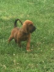 Find 4071 listings of bloodhounds puppies for sale in niue near you. Puppyfinder Com Bloodhound Puppies Puppies For Sale Near Me In Kentucky Usa Page 1 Displays 10