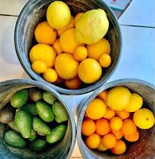 It's called a lemon drop (another home depot special). Do You Need Two Citrus Trees To Produce Fruit Quora
