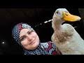 Maybe you would like to learn more about one of these? ØªØ­Ù…ÙŠÙ„ Ø£ØºÙ†ÙŠØ© Ù†Ø³Ø§Ø¡ ØªØ°Ø¨Ø­ Ø¨Ø· Mp3 Mp4