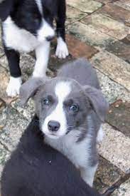Vintage Porcelain Border Collie Black And White Etsy Blue Border Collie Border Collie Animals Friends