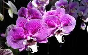 They add a lovely welcoming touch to any home. Are Orchids Poisonous To Dogs And Cats Miss Chen Garden Manage Gfinger Is The Best Garden Manage App