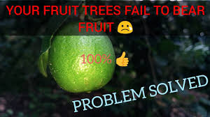 By girdling the tree, there was hope that the tree would bear larger fruit. Girdling A Fruit Tree Youtube