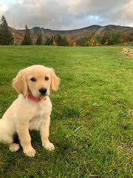 en tatli yuruyus kopegi golden retriever yavrulari golden retriever retriever