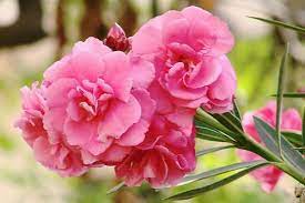 Carnation Flower In Kannada Best Flower Wallpaper