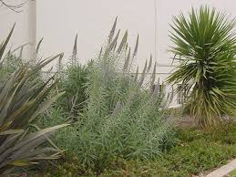 Image result for Exochaenium exiguum