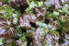 Image result for Melianthaceae