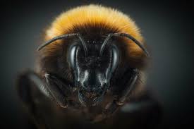 Image result for Bombus hyperboreus