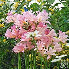 Summer Flowers And Bulbs Summer Bulbs Pink Perennials Summer Flowering Bulbs