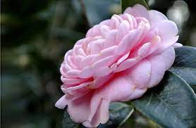 ورد روز ابيض طبيعي beautiful flowers pictures beautiful flowers flower pictures