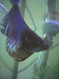 Betta Swim Bladder Disease Causes Prevention And Cures