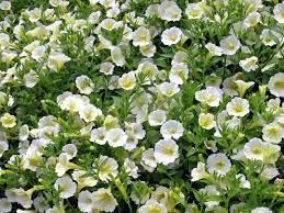 Flower branch leaf flowers white flowers moon garden evergreen shrubs small trees landscaping plants green and grey bloom. Create A White Garden With These Plants Hgtv