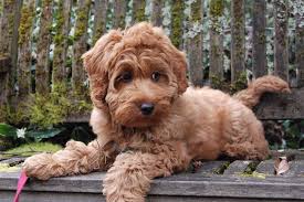 Everything You Need To Know About The Mini Labradoodle