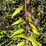 Image result for Agelanthus zizyphifolius