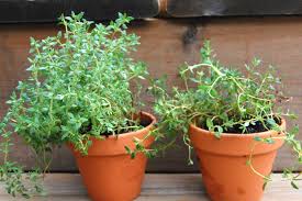 It is a great complement to lamb and tomatoes as well. How To Grow Thyme Indoors