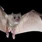 Are There Bats at Bong?