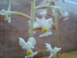 Check spelling or type a new query. Jewel Orchid Ludisia Discolor Guide Our House Plants