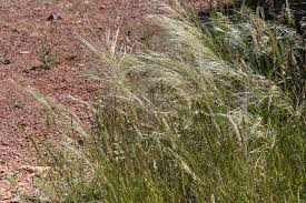 Image result for Schmidtia kalahariensis