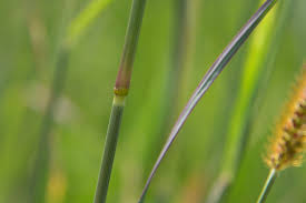 Image result for Setaria sphacelata