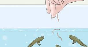 This should be done a minimum of two times in a week because if the water gets too dirty, it may become poisonous and the tadpoles may eventually die. How To Raise Tadpoles 12 Steps With Pictures Wikihow