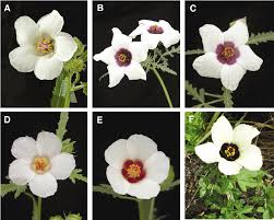 Image result for Hibiscus panduriformis
