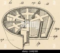 Image result for Exotheca