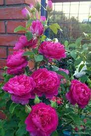 Pin By Theresa Smith On Flowers Flowers Galore Beautiful Rose Flowers Flower Garden Beautiful Roses