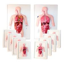 Bleeding, also known as a hemorrhage, haemorrhage, or simply blood loss, is blood escaping from the circulatory system from damaged blood vessels. Anatomical Model With Blood Vessels All Medical Device Manufacturers Videos