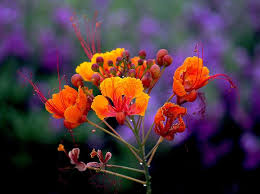 Red Bird Of Paradise Arizona Morning Delight Birds Of Paradise Plant Paradise Plant Birds Of Paradise