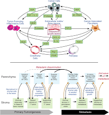Cancer is a broad term. Hallmarks Of Cancer The Next Generation Cell