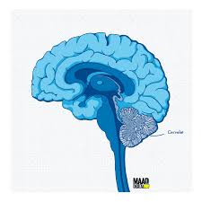 Les bras et les jambes sont les membres de notre corps que nous utilisons le plus durant la journée. Comment L Alcool Desequilibre Et Donne Le Vertige Maad Digital