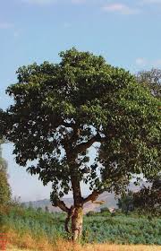 Image result for Croton macrostachyus