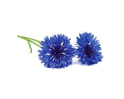 Cornflower Plant Pods Herb Garden Kit Plants Indoor Herb Garden