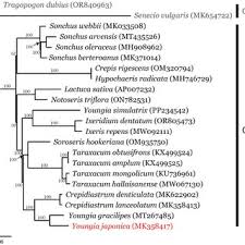 Image result for Lactuca lasiorhiza