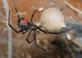 That's how black widow spiders came to england. Capullo Zwarte Weduwe Spinnenbeet Black Widow