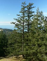 Douglas Fir Google Search Backyard Trees Douglas Fir Garden Inspiration