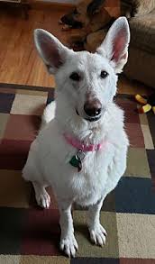 3 mini australian shepherd puppies $750 (burr ridge,illinois) pic hide this posting restore restore this posting. White German Shepherd Puppies Illinois Pets Lovers