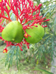 Image result for Jatropha multifida