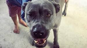 We've listed any clues from our database that match your search. Pest Bait At Dog Friendly Beach Blamed For Horrific Death Daily Telegraph