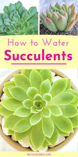 If the leaves look yellow and are mushy and plant is dying, it has been over watered. 380 Succulents And Bromeliads Ideas Succulents Planting Succulents Succulents Garden
