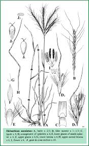 Image result for Dichanthium annulatum