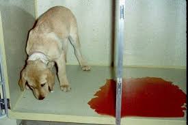 Parvo Virus Infection In Dogs Pashudhan Praharee