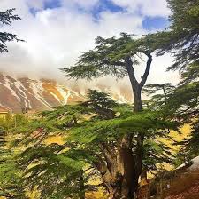 Cedars Of Lebanon Travel Tourism Fsbeirut Fourseasons Lebanon Cedar Tourism Natural Landmarks