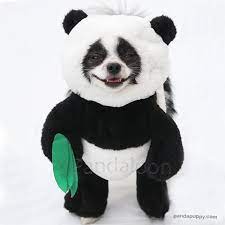 Pandaloon Panda Puppy Dog Costume Pre Orders Panda Puppy Panda Dog Costume Panda Dog