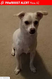 Lost corgi in Doney Park area