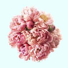 Pin On I Love Flowers
